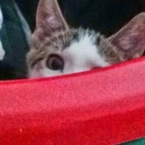 Meet your Posher, Becky